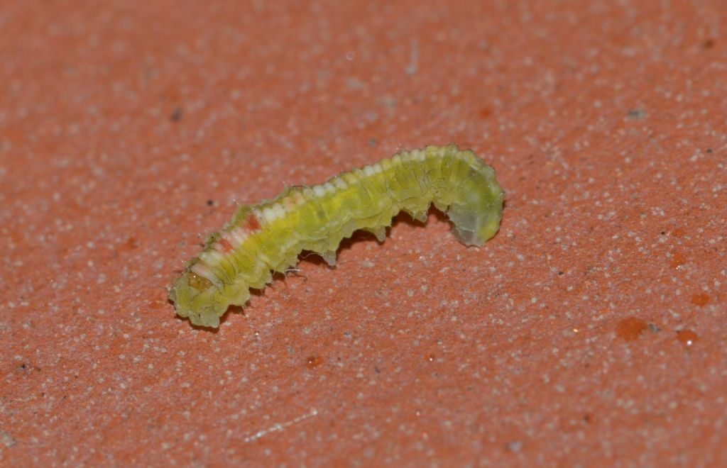 Larva di Surphidae da confermare